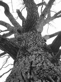 Swamp white oak  2000 H.Karlson