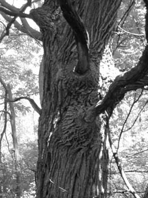 Bur oak  2000 H.Karlson